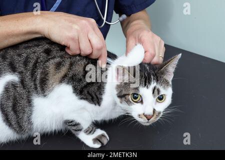 Tabby maschile e gatto bianco, veterinario che somministra la vaccinazione Foto Stock