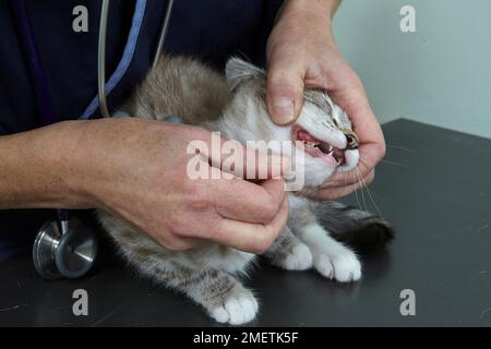 Gattino, femmina, di 14 settimane, denti di controllo del veterinario Foto Stock