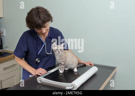 Gattino, femmina, di 14 settimane, pesato dal veterinario Foto Stock