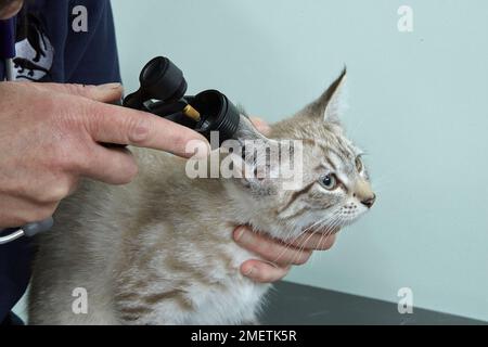 Gattino, femmina, di 14 settimane, orecchie di controllo del veterinario Foto Stock