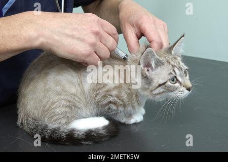 Gattino, femmina, di 14 settimane, in fase di vaccinazione Foto Stock