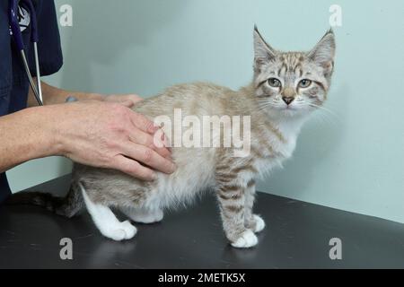 Gattino, femmina, di 14 settimane, corpo di controllo veterinario, arti, organi Foto Stock