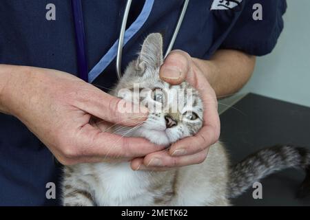 Gattino, femmina, di 14 settimane, occhi di controllo del veterinario Foto Stock