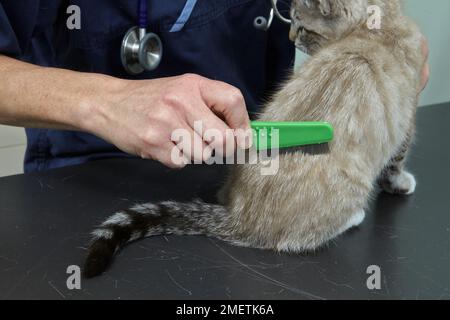 Gattino, femmina, di 14 settimane, veterinario che controlla le pulci utilizzando un pettine delle pulci Foto Stock