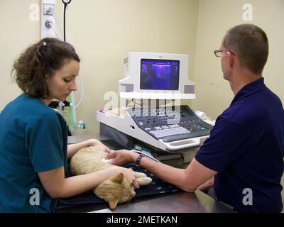 Vet esecuzione scansione ecografica su Cat Foto Stock