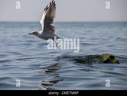 Gabbiano in piedi su vibranti rocce verdi e mossy vicino al mare. Foto Stock