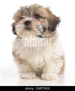 Shih Tzu cucciolo, 8 settimane Foto Stock