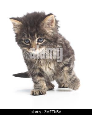 Fluffy brown tabby kitten, 8 settimane Foto Stock