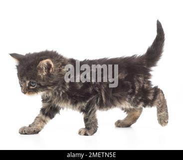 Fluffy brown tabby kitten, 8 settimane Foto Stock