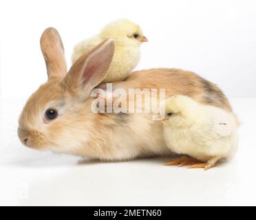 Giovane coniglio nana Lop e due pulcini Foto Stock