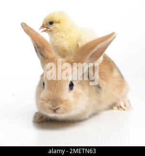 Giovani Lop Dwarf Rabbit e pulcino Foto Stock