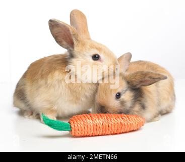 Due conigli giovani con carota giocattolo Foto Stock