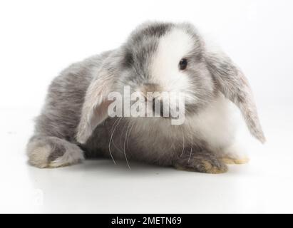 Giovani Lop Dwarf Rabbit, di 4 settimane di età Foto Stock