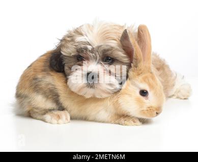 Il giovane nano Lop Rabbit e il cucciolo Shih Tzu riposano insieme Foto Stock