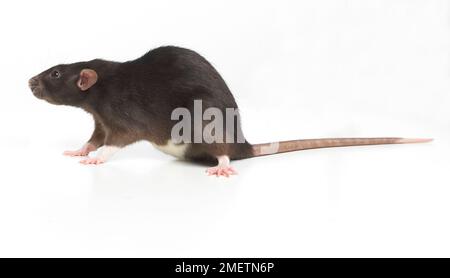 Dumbo rat, pet rat Foto Stock