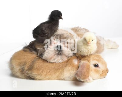 Giovane coniglio nana Lop, cucciolo Shih Tzu e pulcini che riposano insieme Foto Stock