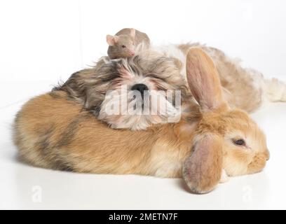 Shih Tzu cucciolo, giovane coniglio nano Lop e topo fantasia che riposano insieme Foto Stock