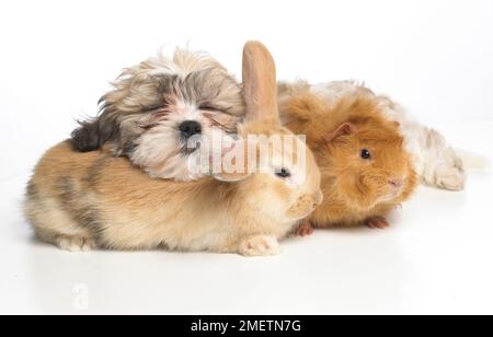 Giovane coniglio nana Lop, cavia abissiniana e cucciolo Shih Tzu che riposano insieme Foto Stock