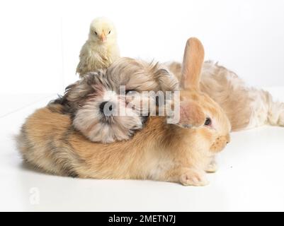 Giovani Lop Dwarf Rabbit, Shih Tzu cucciolo e pulcino insieme a riposo Foto Stock