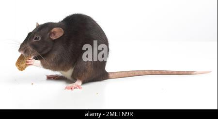 Dumbo rat, pet rat Foto Stock