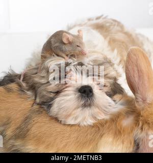 Shih Tzu cucciolo, giovane coniglio nano Lop e topo fantasia che riposano insieme Foto Stock