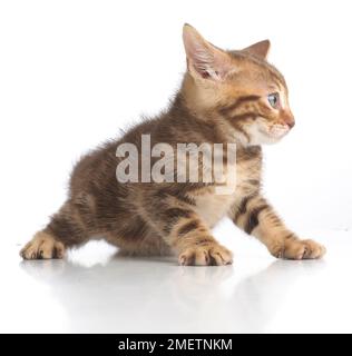 Gattino bruno da tabby, gattino corto bengala e britannico, di 5 settimane Foto Stock