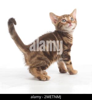 Gattino bruno da tabby, gattino corto bengala e britannico, di 5 settimane Foto Stock