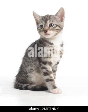 Grigio tabby kitten, Bengala e croce British Shorthair gattini, 5 settimane di età Foto Stock