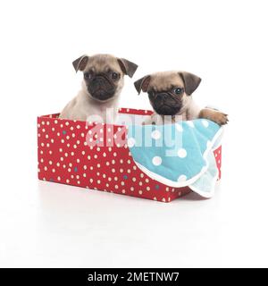 Pug cuccioli, 7 settimane Foto Stock