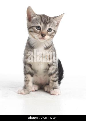 Grigio tabby kitten, Bengala e croce British Shorthair gattini, 5 settimane di età Foto Stock