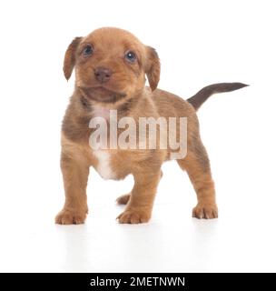 Jack Russell Terrier Lakeland cross, cucciolo, 5 settimane di età Foto Stock