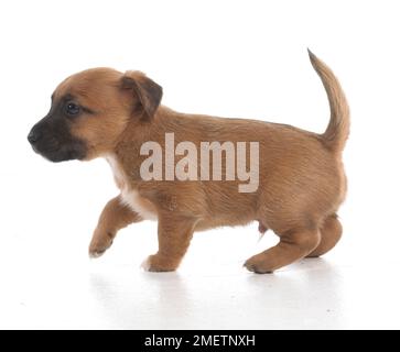 Jack Russell Terrier Lakeland cross, cucciolo, 5 settimane di età Foto Stock