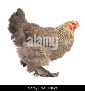 Gallina marrone, gallina Brahma, di 2 mesi Foto Stock