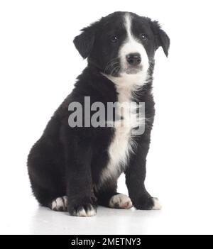 Bianco e nero sheepdog cucciolo, 7 settimane Foto Stock