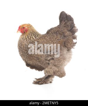 Gallina marrone, gallina Brahma, di 2 mesi Foto Stock