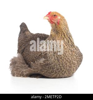 Gallina marrone, gallina Brahma, di 2 mesi Foto Stock