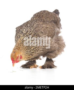 Gallina marrone, gallina Brahma, di 2 mesi Foto Stock