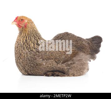 Gallina marrone, gallina Brahma, di 2 mesi Foto Stock