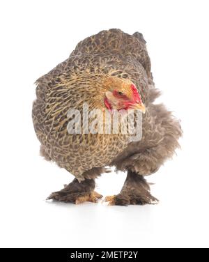 Gallina marrone, gallina Brahma, di 2 mesi Foto Stock