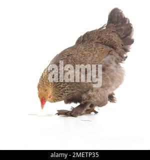 Gallina marrone, gallina Brahma, di 2 mesi Foto Stock