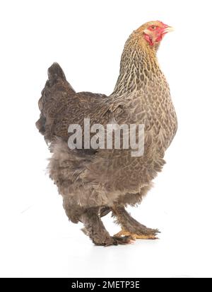 Gallina marrone, gallina Brahma, di 2 mesi Foto Stock