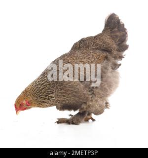 Gallina marrone, gallina Brahma, di 2 mesi Foto Stock