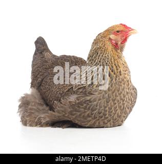 Gallina marrone, gallina Brahma, di 2 mesi Foto Stock