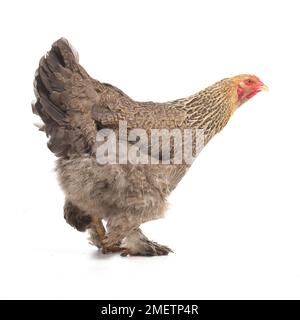 Gallina marrone, gallina Brahma, di 2 mesi Foto Stock