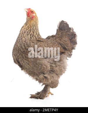 Gallina marrone, gallina Brahma, di 2 mesi Foto Stock