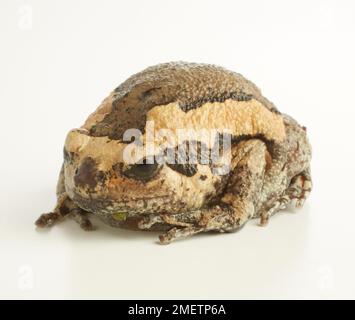 Nastrare rana toro, Chubby Frog (Kaloula pulchra) Foto Stock
