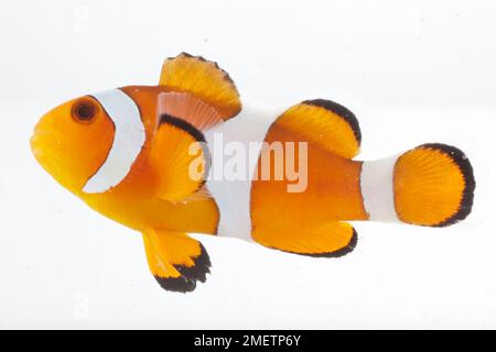 Ocellaris Clownfish, comune Clownfish (Amphiprion ocellaris), pesce pagliaccio Foto Stock