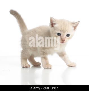 Croce birmano cucciolo di razza Foto Stock