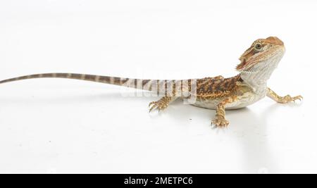 Drago barbuto Pogona (sp). Foto Stock