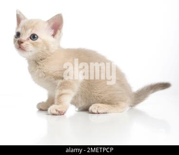 Croce birmano cucciolo di razza Foto Stock